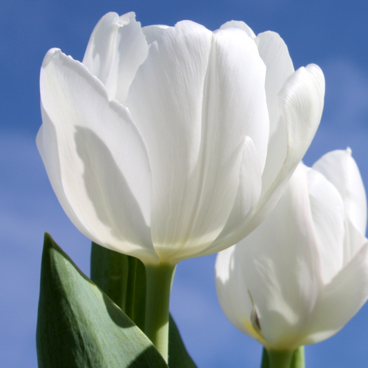 20x Tulpenbollen Catherina – Zuiver Witte Tulp