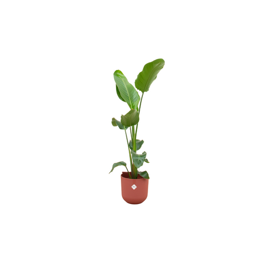 Strelitzia Nicolai + Elho Jazz Round rood | Ø23 - ↕120 cm
