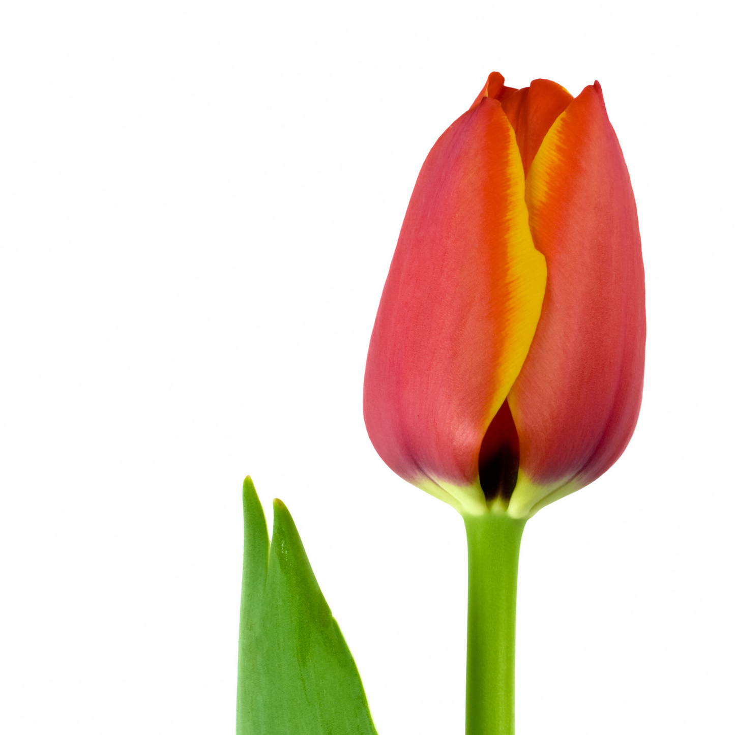 20x Tulpenbollen Dafeng – Oranje Tulp