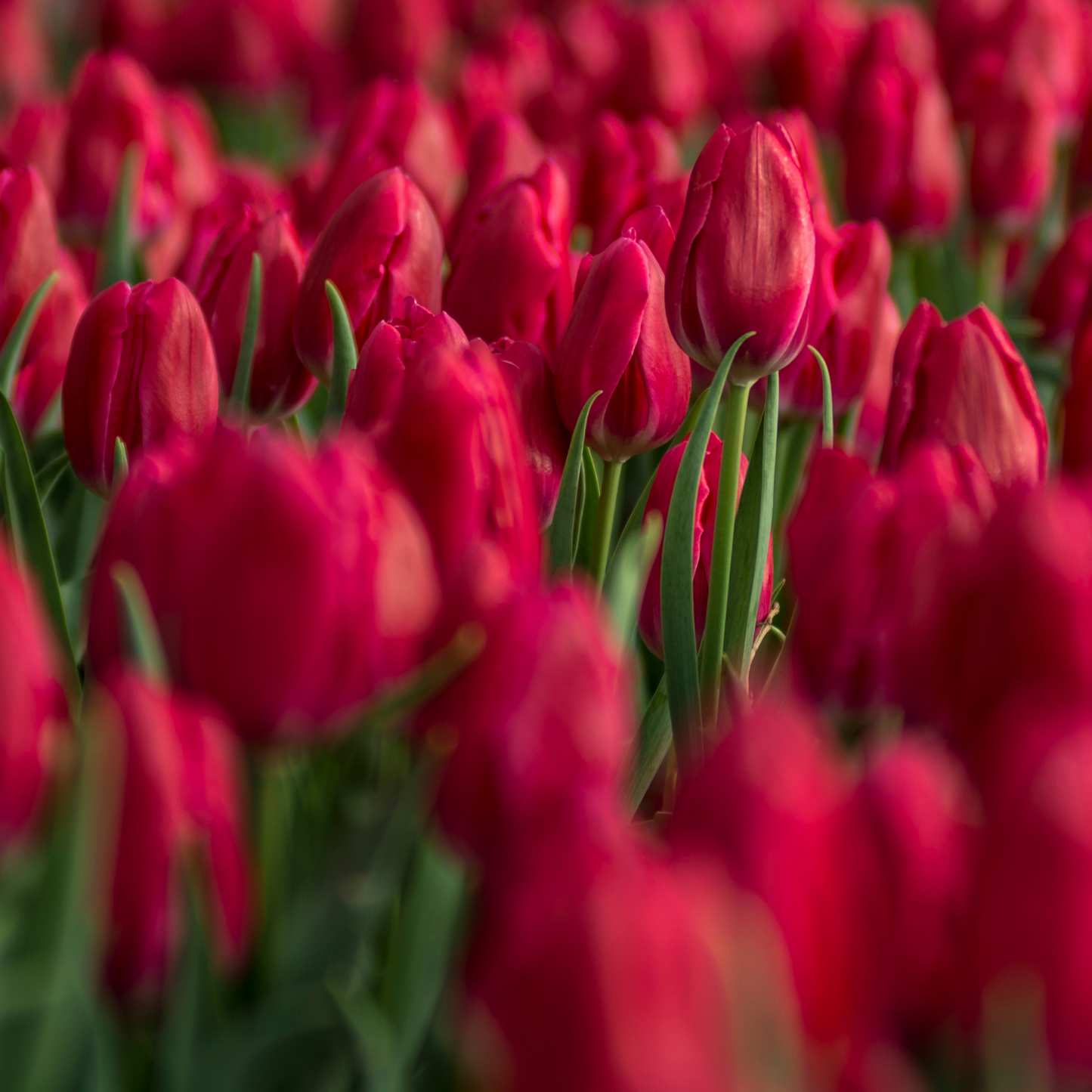 20x Tulpenbollen Ile de France – Dieprode Tulp