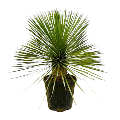 Yucca Rostrata op stam | ↕70 cm - Ø27cm