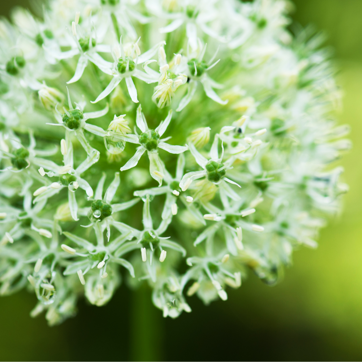 Allium White Giant 5 stuks