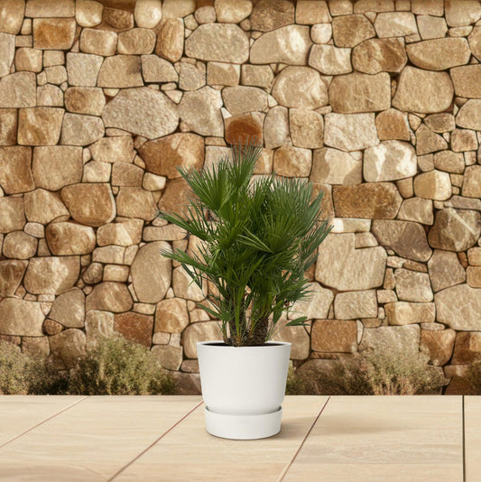 Chamaerops Humilis multi stam | ↕160 - 180 cm - Ø45cm