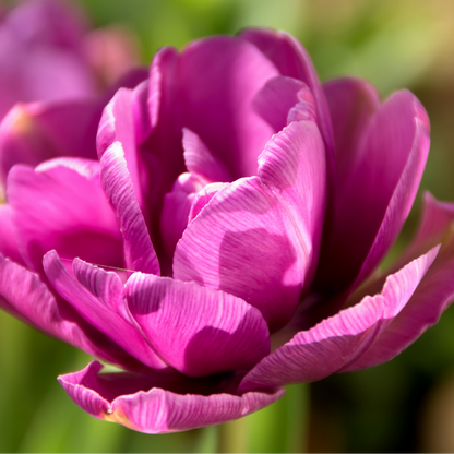 20x Tulpenbollen Double Flag – Paarse Dubbelbloemige Tulp