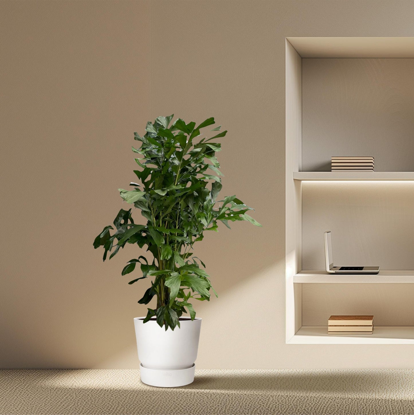 Caryota Mitis | ↕180 cm - Ø27cm
