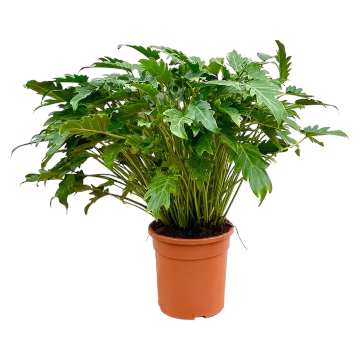 Philodendron Xanadu | ↕80 cm - Ø27cm
