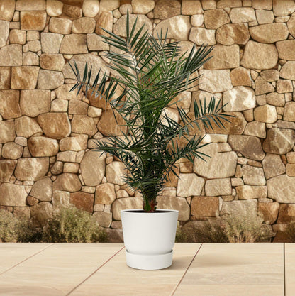 Phoenix Canariensis - 140cm hoog- 21cm doorsnede