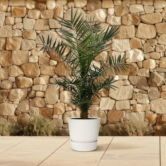 Phoenix Canariensis - 140cm hoog- 21cm doorsnede