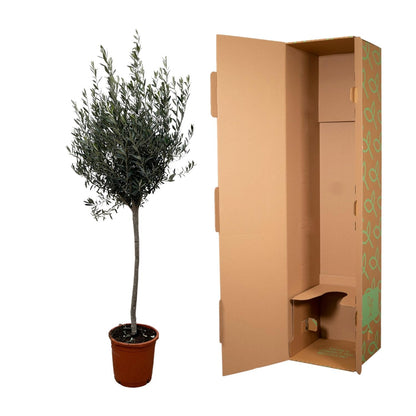 Olea Europaea op stam | ↕160cm - Ø24cm