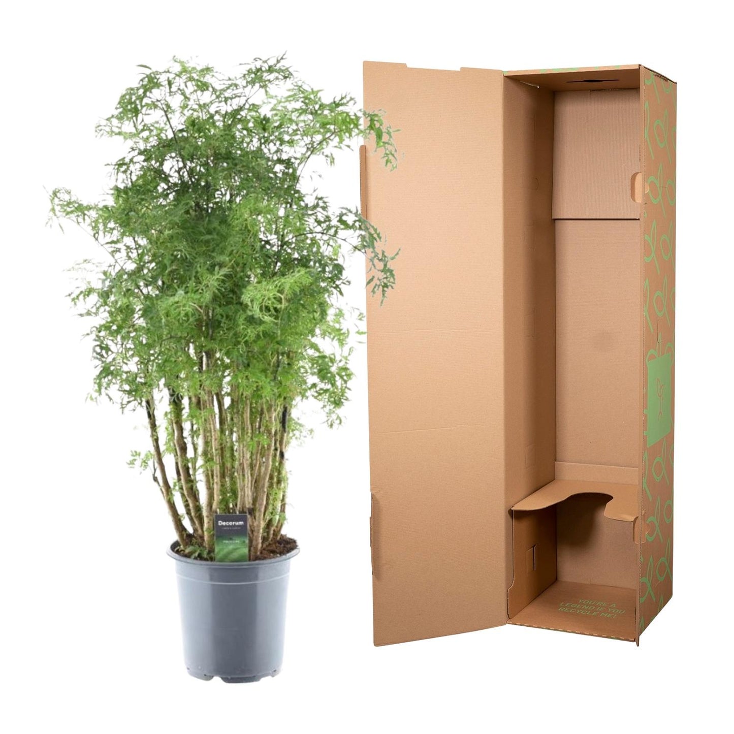 Polyscias Hawaiiana Ming | ↕100 cm - Ø24cm