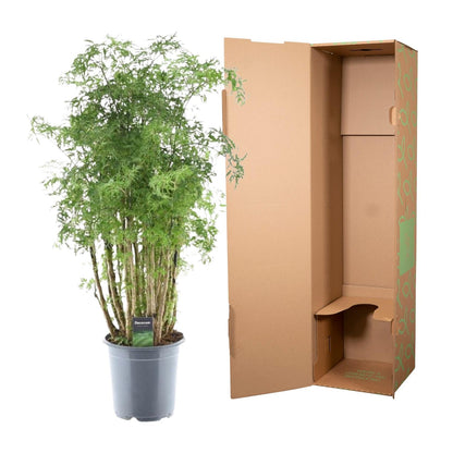 Polyscias Hawaiiana Ming | ↕100 cm - Ø24cm