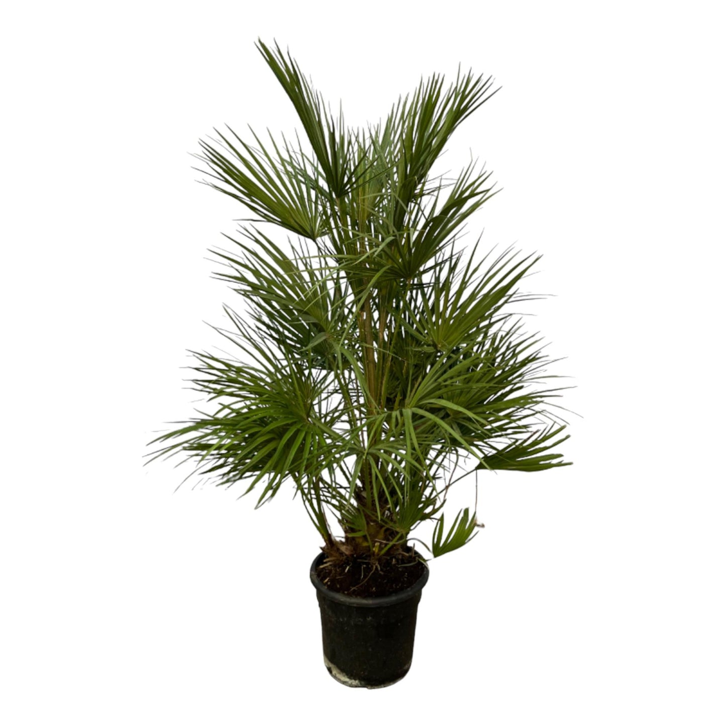 Chamaerops Humilis | ↕130 cm - Ø24cm