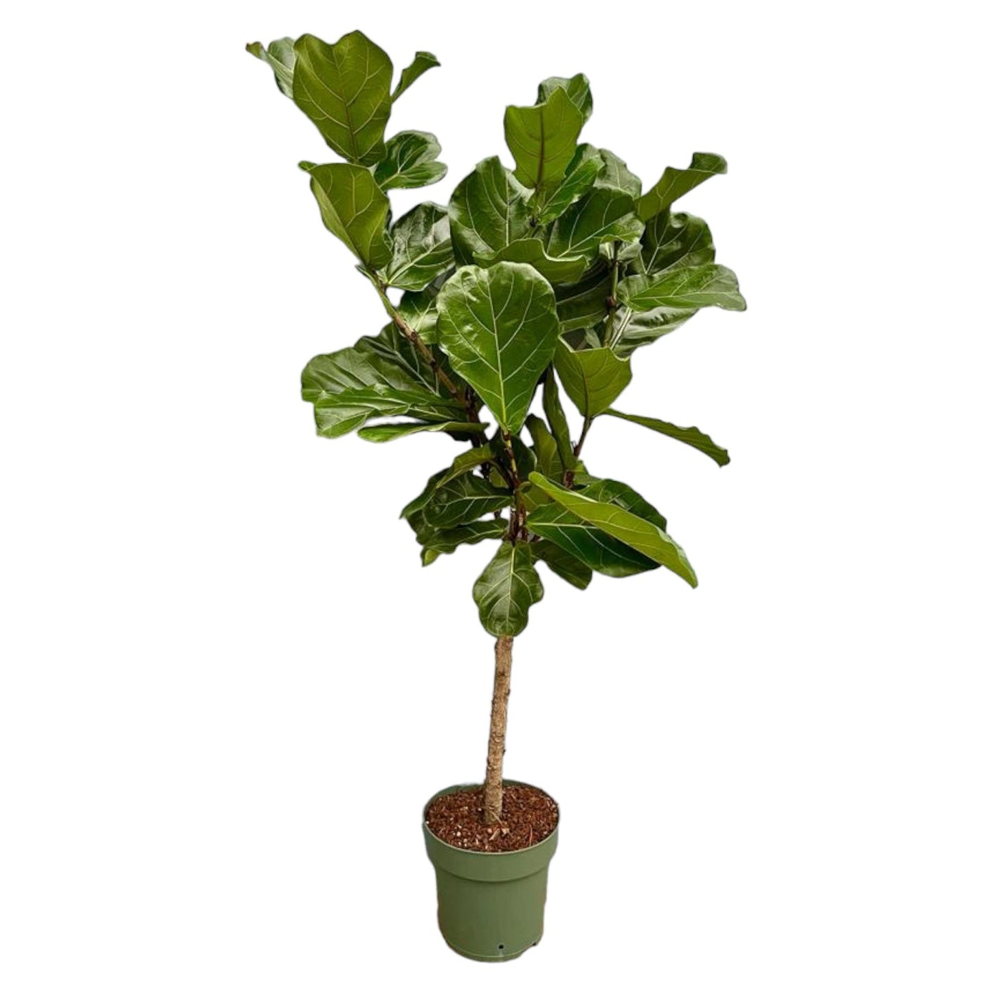 Ficus Lyrata stam | ↕150 cm - Ø27cm