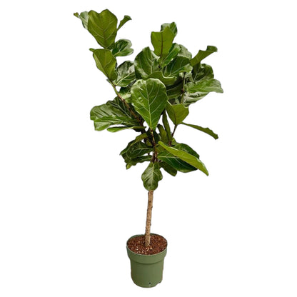 Ficus Lyrata stam | ↕150 cm - Ø27cm