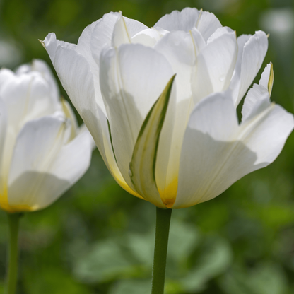 20x Tulpenbollen White Valley – Witte Tulp