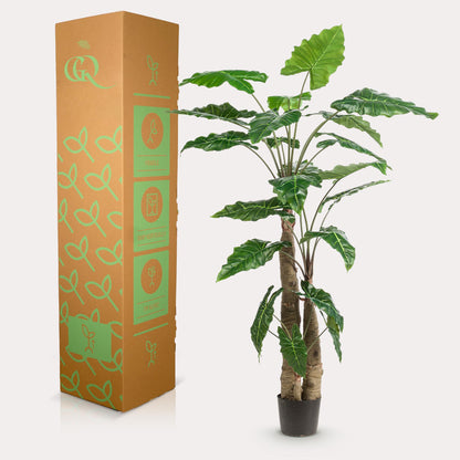Alocasia - Olifantsoor | ↕180 cm - Kunstplant