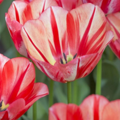 20x Tulpenbollen Spring Break – Rood-Oranje Tulp