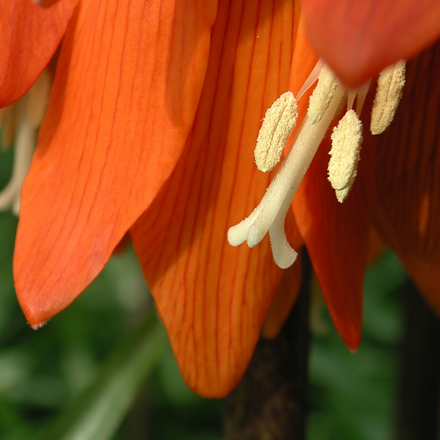 Fritillaria Keizerskroon Rubra rood/oranje 5 stuks