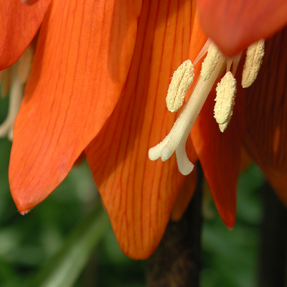 Fritillaria Keizerskroon Rubra rood/oranje 5 stuks