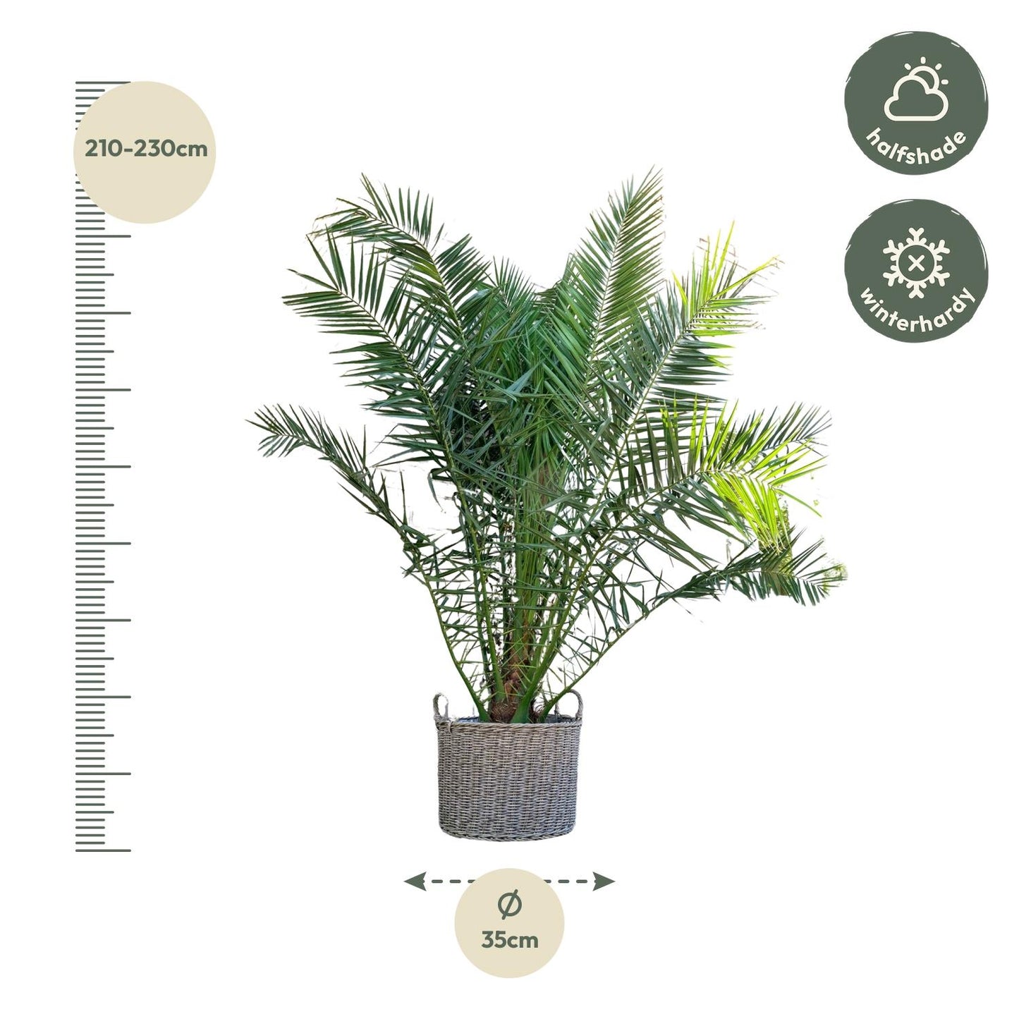 Phoenix Canariensis | ↕300cm - Ø50cm