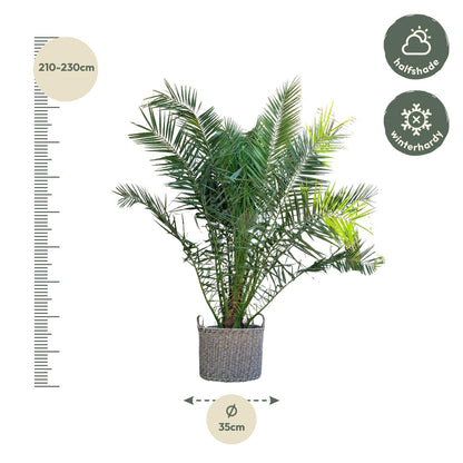Phoenix Canariensis | ↕300cm - Ø50cm