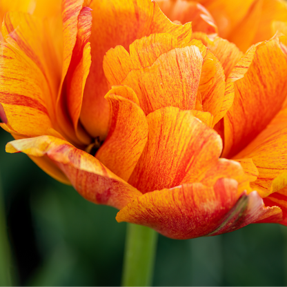 20x Tulpenbollen Gudoshnik Double – Geel, Oranje & Rode Dubbelbloemige Tulp