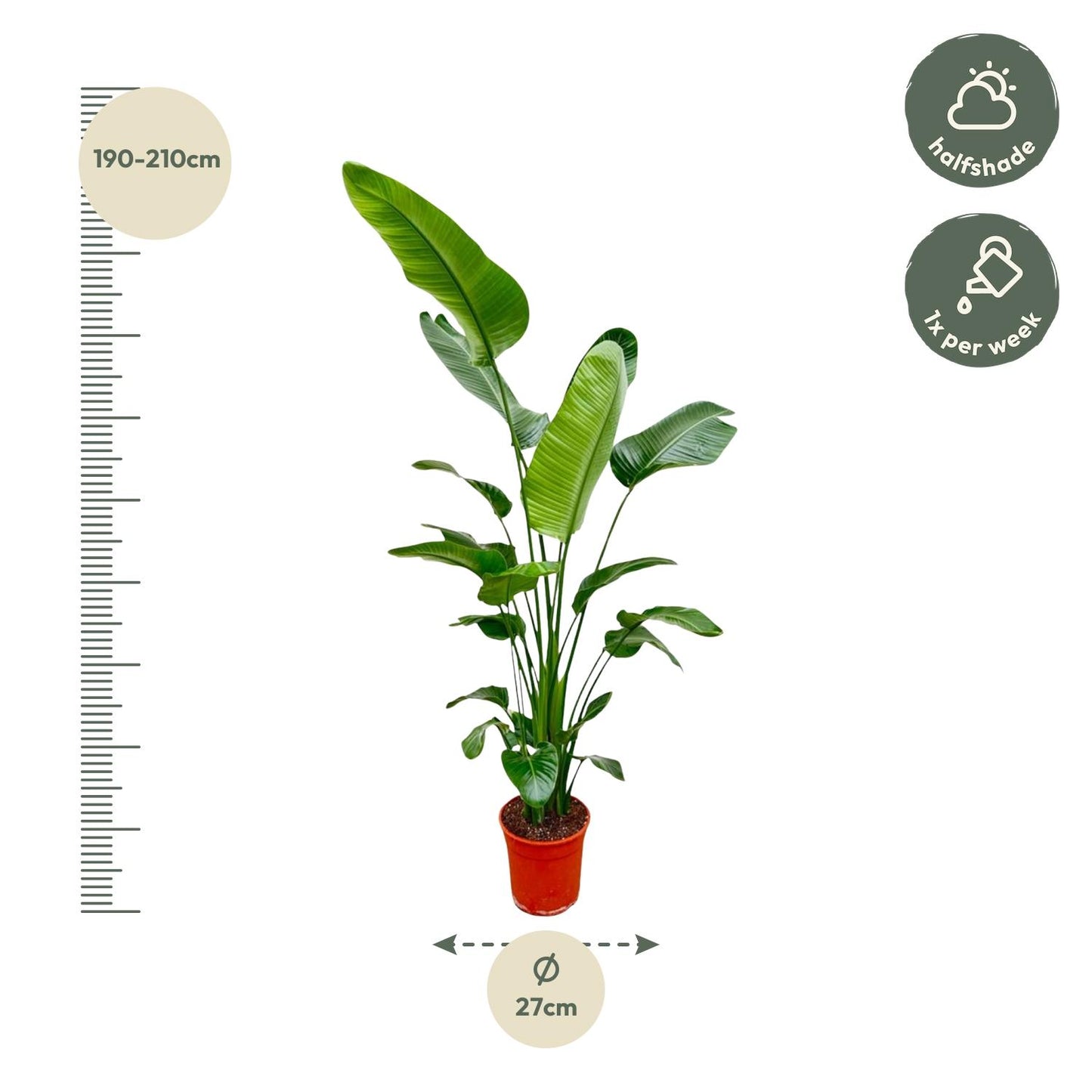 Strelitzia Nicolai | ↕180-200 cm - Ø25-30cm