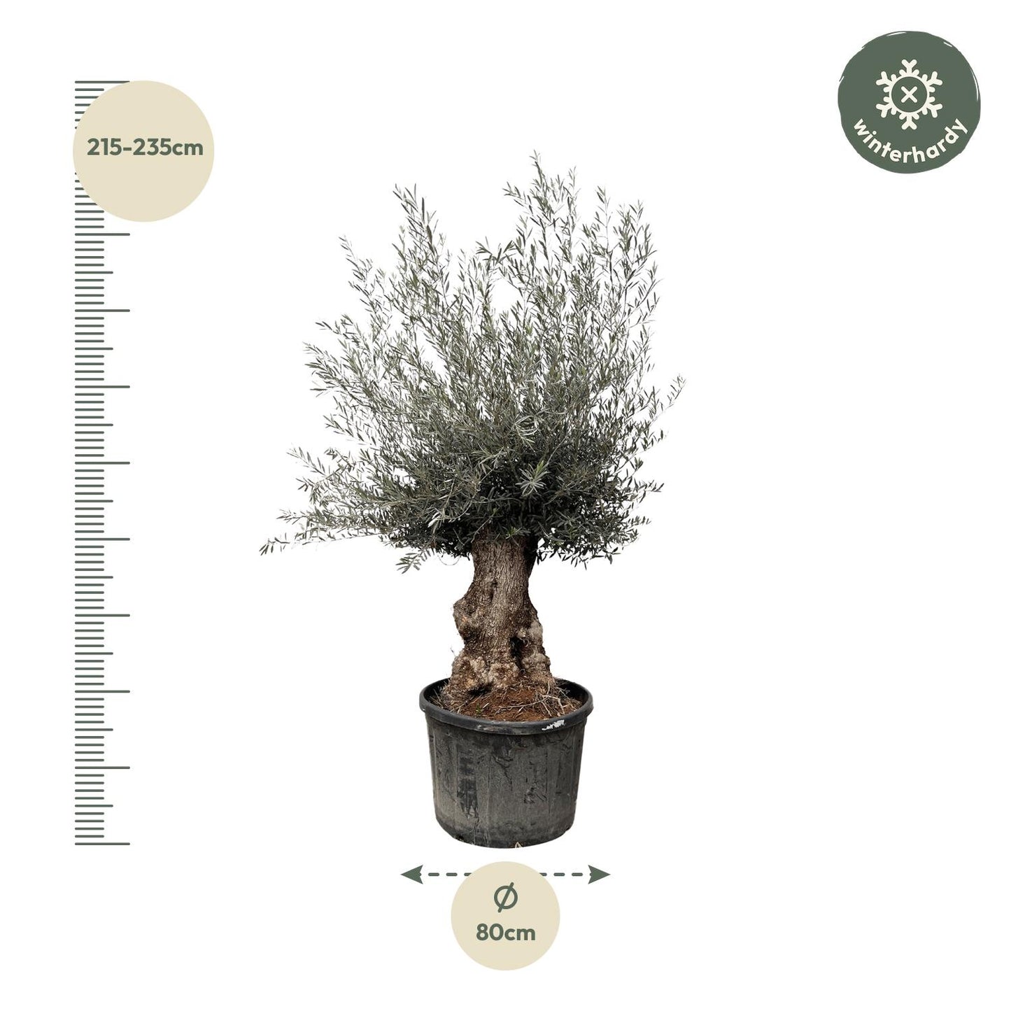 Olea Europaea Bonsai | ↕270cm - Ø80cm