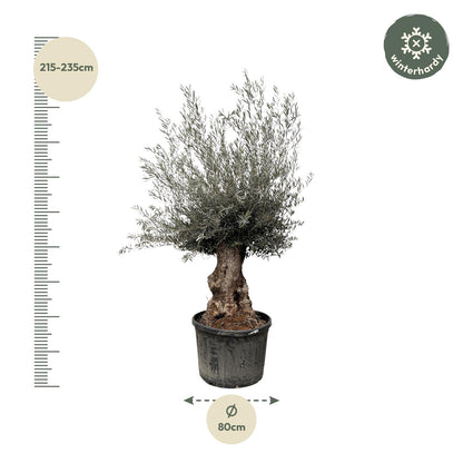 Olea Europaea Bonsai | ↕270cm - Ø80cm