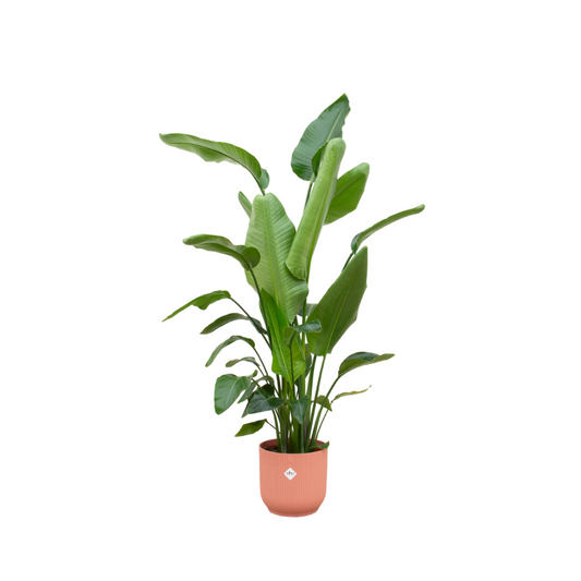 Strelitzia Nicolai + Elho Vibes Fold Round roze | ↕170 cm - Ø30