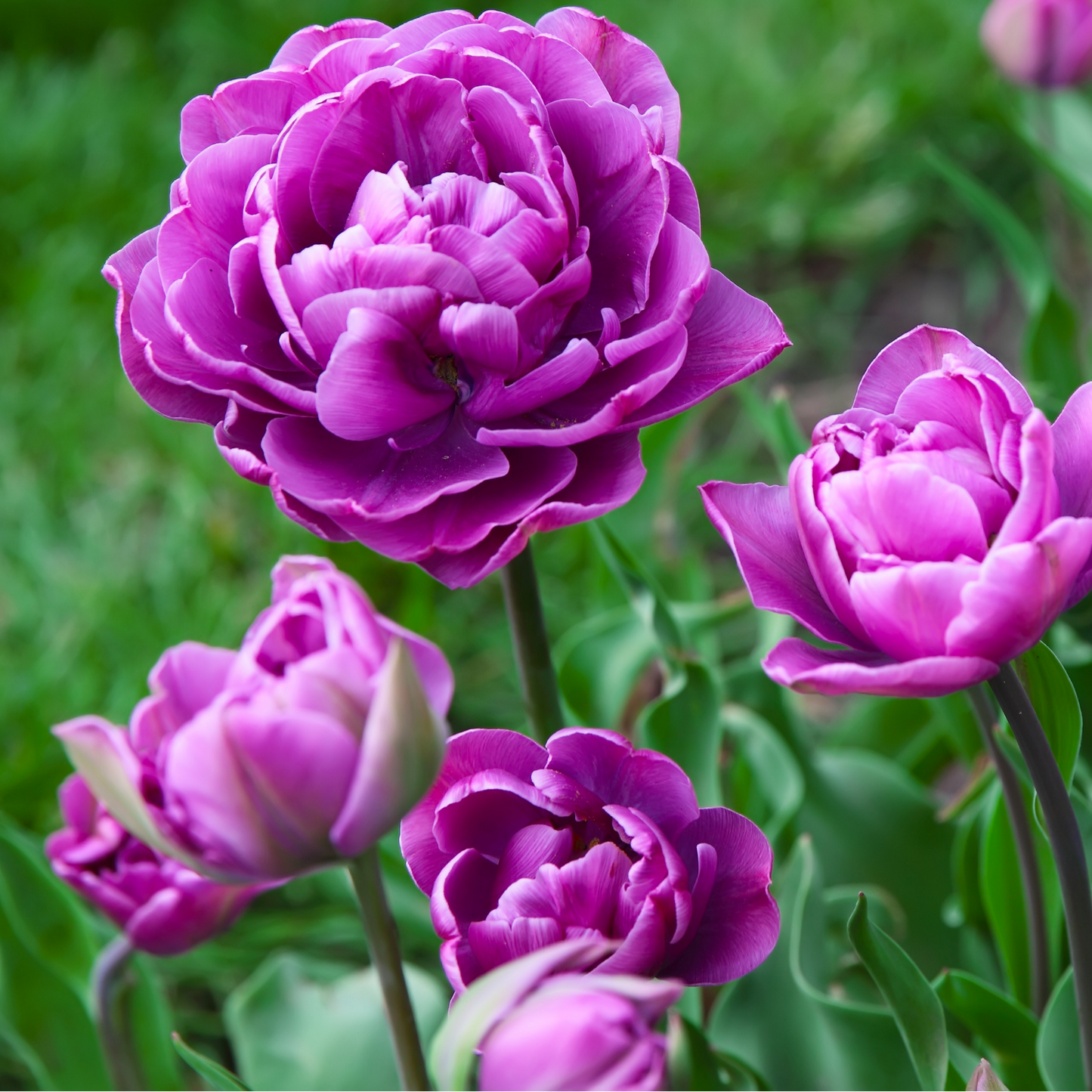 20x Tulpenbollen Double Flag – Paarse Dubbelbloemige Tulp