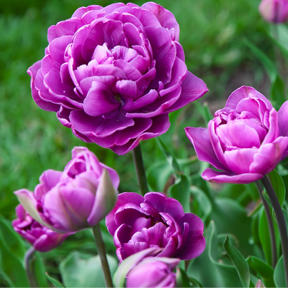 20x Tulpenbollen Double Flag – Paarse Dubbelbloemige Tulp