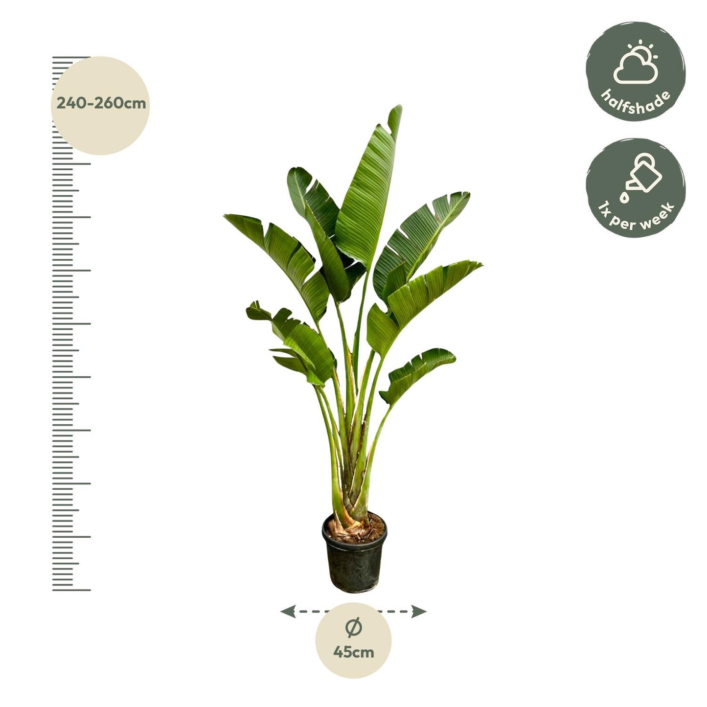Strelitzia Augusta | ↕250cm - Ø45cm