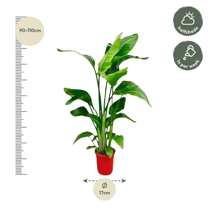 Strelitzia Nicolai - 80-100 cm hoog - 17cm doorsnede