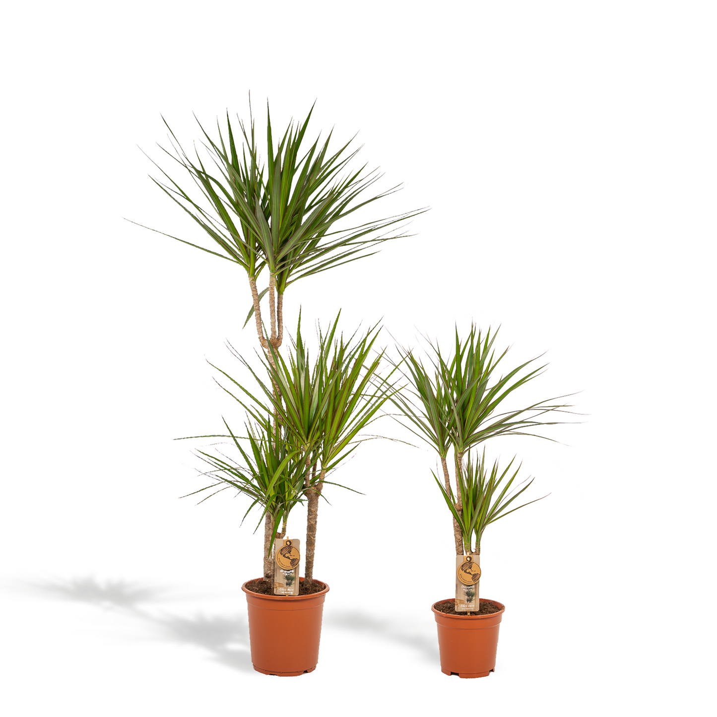 Dracaena - 120cm hoog - 21cm doorsnede + Dracaena - 70cm hoog - 17cm doorsnede