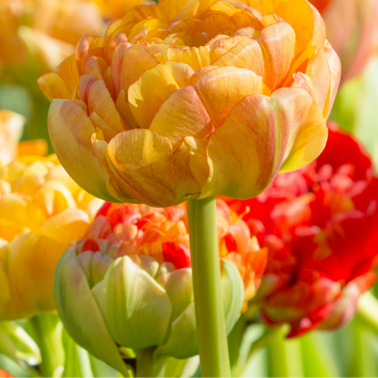 20x Tulpenbollen Gudoshnik Double – Geel, Oranje & Rode Dubbelbloemige Tulp