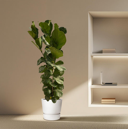 Ficus Lyrata struik | ↕180 cm - Ø35cm