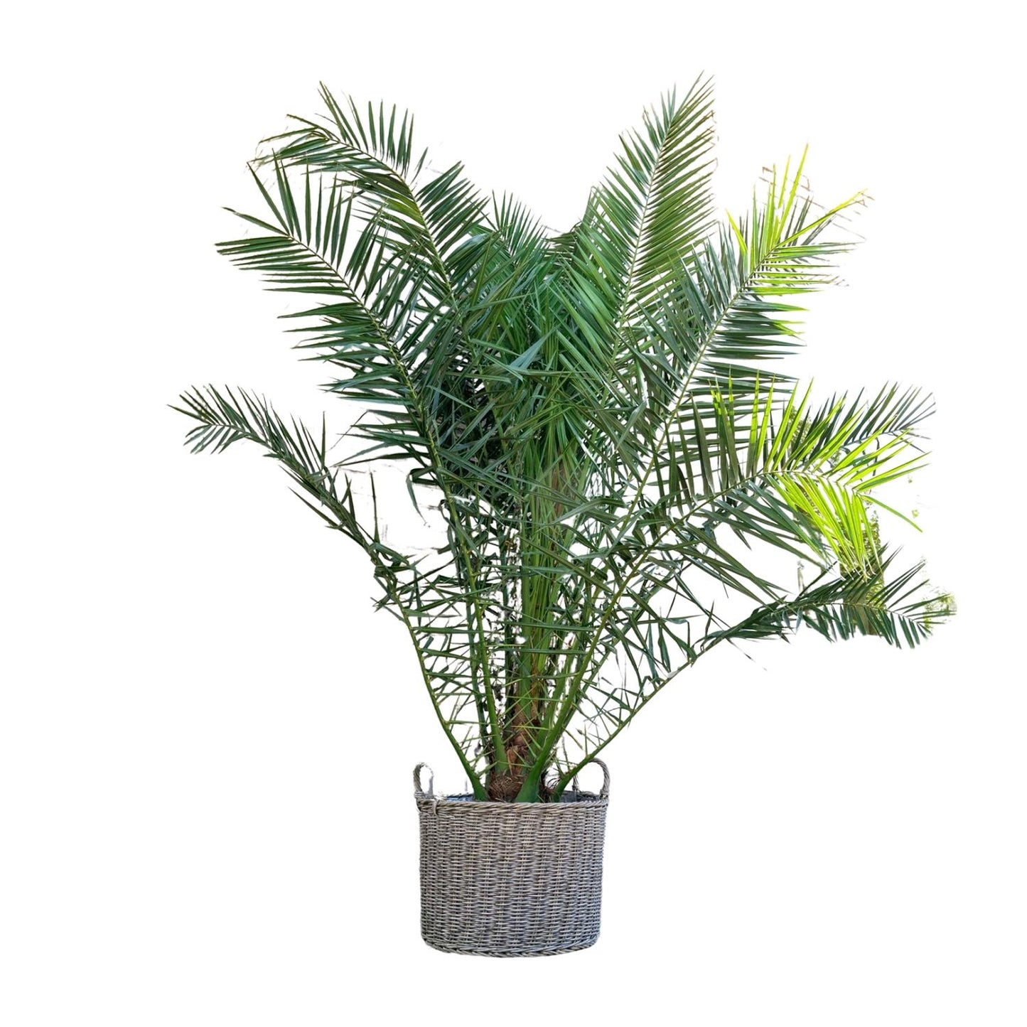 Phoenix Canariensis | ↕300cm - Ø50cm