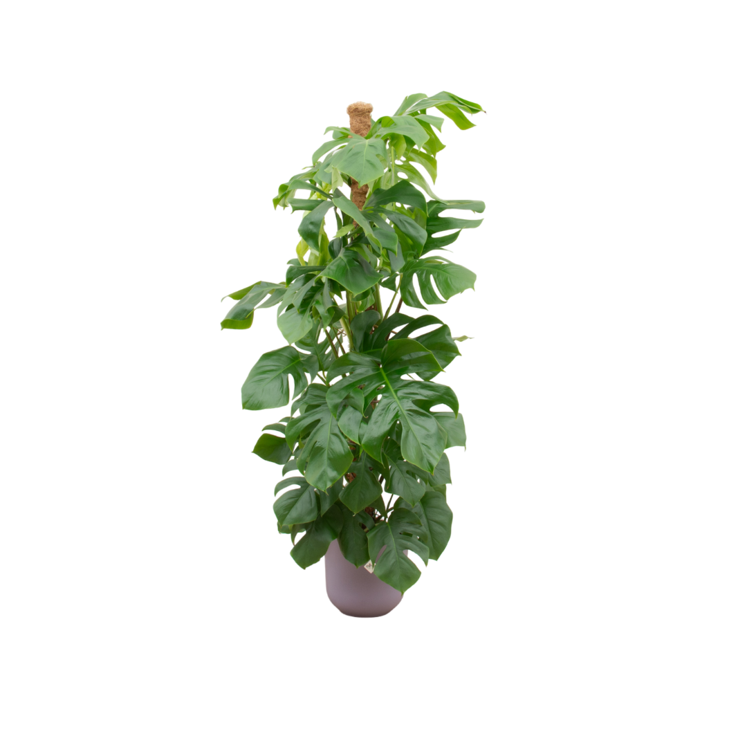 Combi deal - Monstera Pertusum XL + Elho Jazz Round lila | Ø26 cm - ↕150 cm