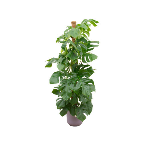 Combi deal - Monstera Pertusum XL + Elho Jazz Round lila | Ø26 cm - ↕150 cm