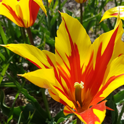 20x Tulpenbollen Fire Wings – Rood-Geel Gevlamde Tulp
