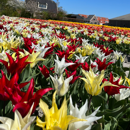 20x Tulpenbollen Tres Chic Mix – Rood, Geel & Witte Tulpen