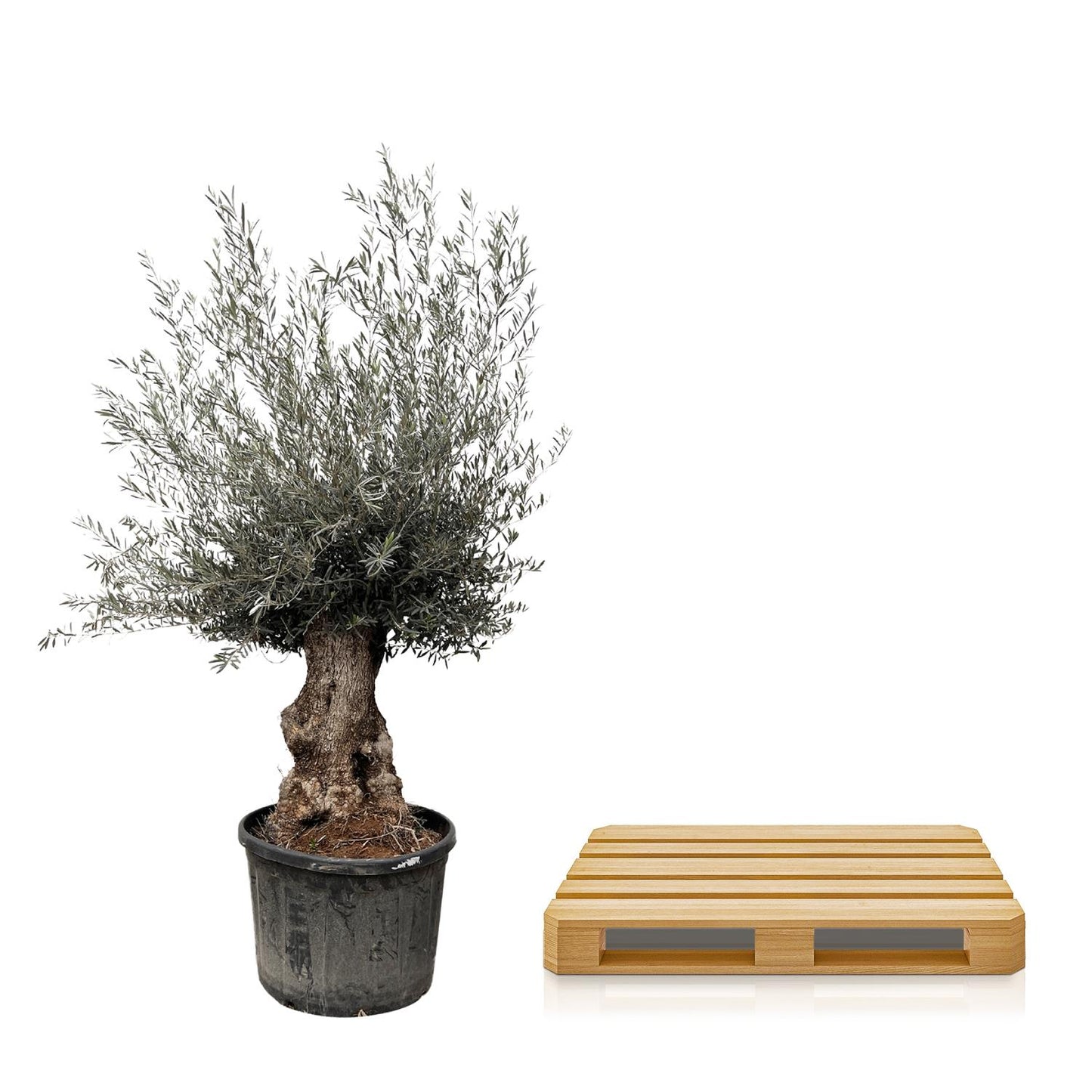 Olea Europaea Bonsai | ↕270cm - Ø80cm
