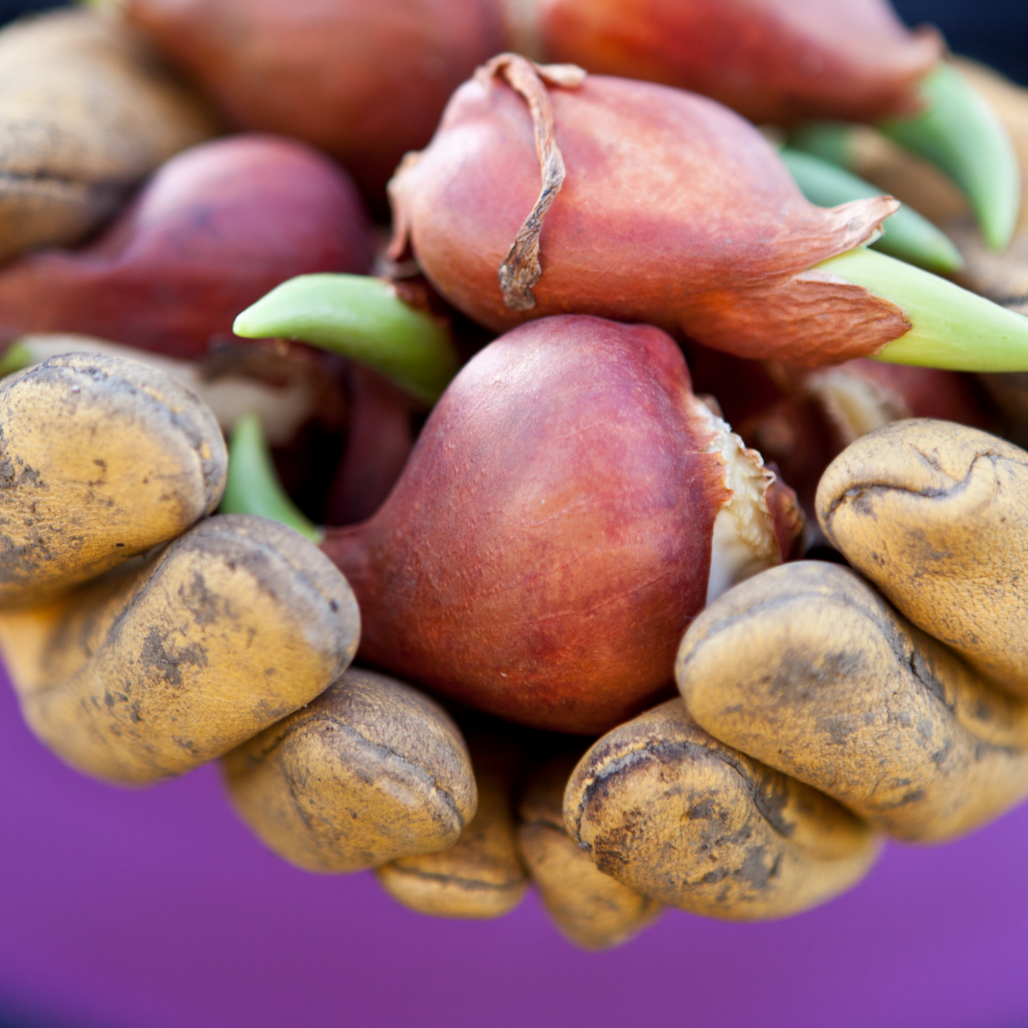 20x Tulpenbollen Apricot Foxx – Zalmroze Tulp