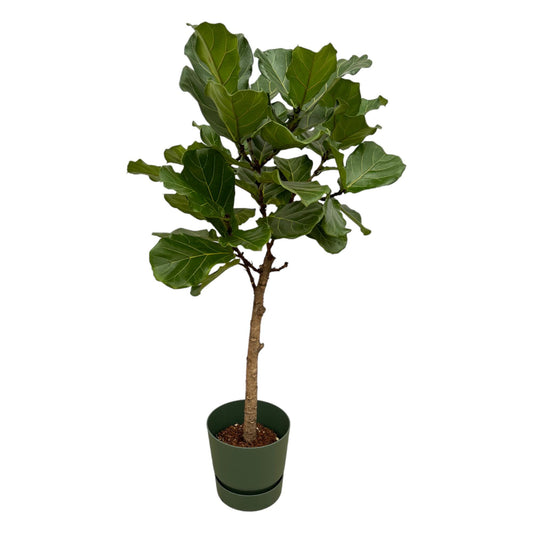 Ficus Lyrata stam + Elho Greenville Round groen | ↕160 cm - Ø30