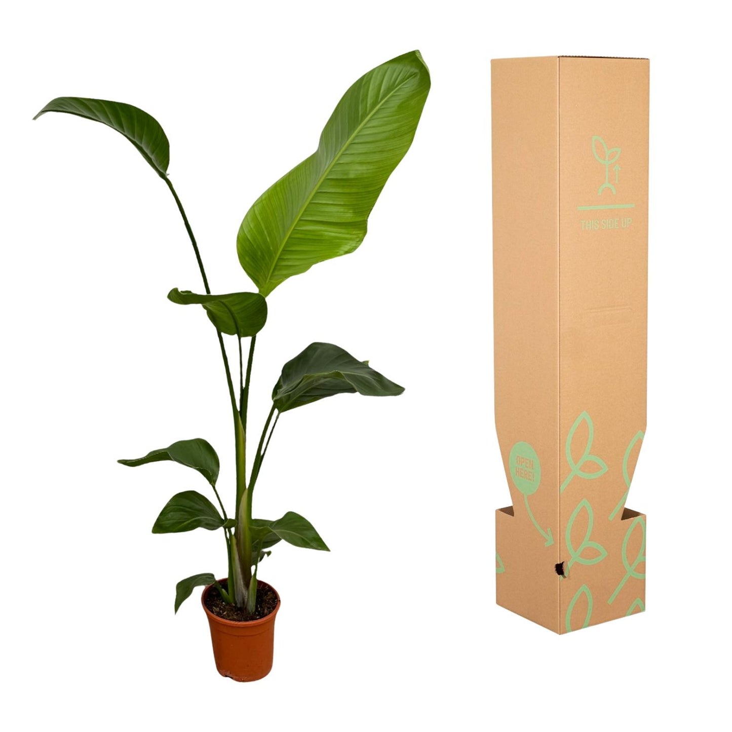 2x Strelitzia Nicolai | ↕100 cm - Ø17cm