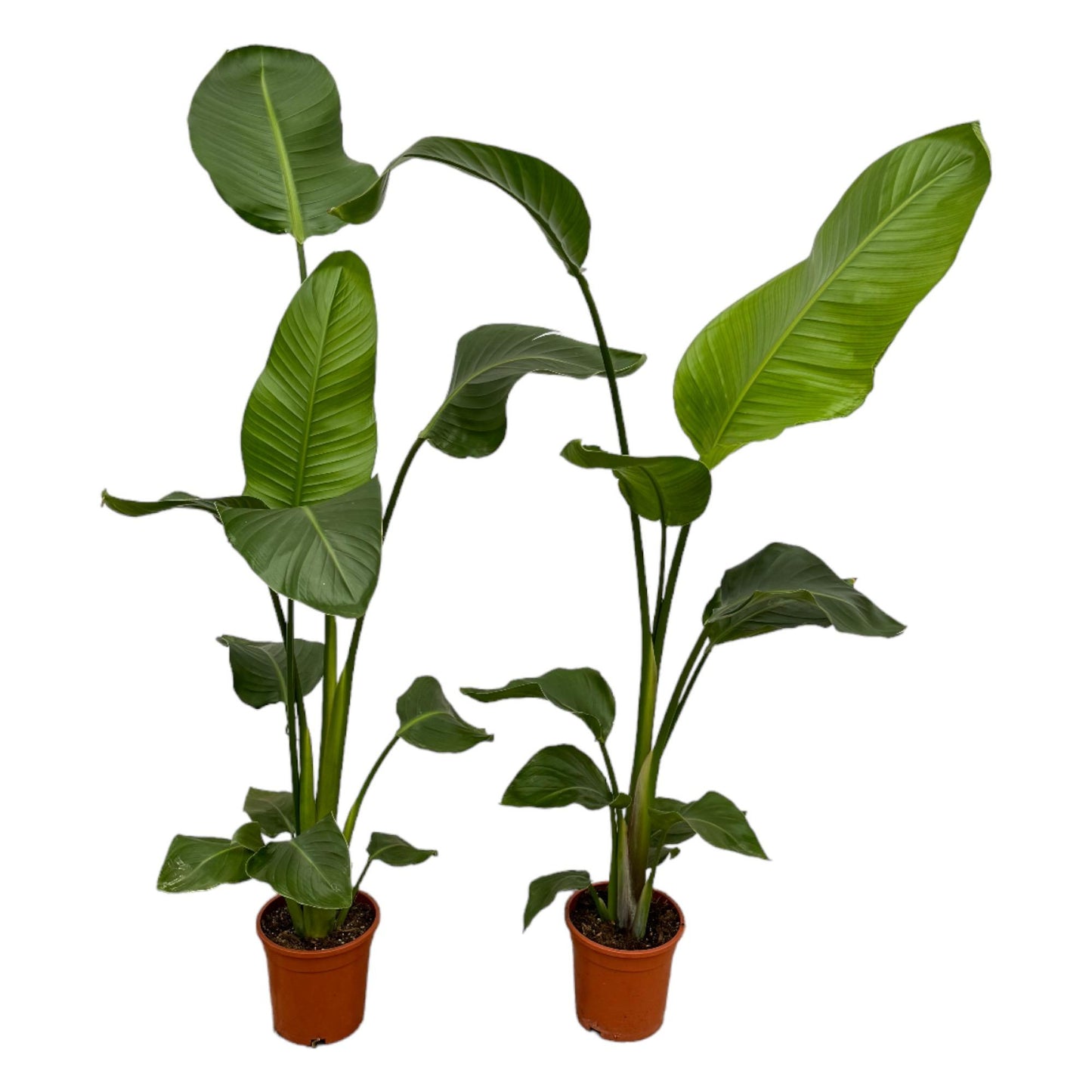 2x Strelitzia Nicolai | ↕100 cm - Ø17cm