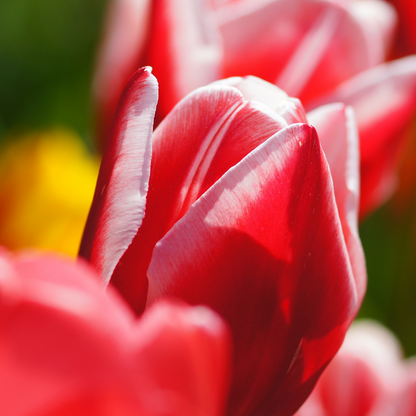 20x Tulpenbollen Candy Apple Delight – Rood-Witte Tulp