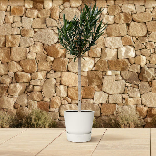 Nerium Oleander op stam met roze bloem | ↕170cm - Ø30cm